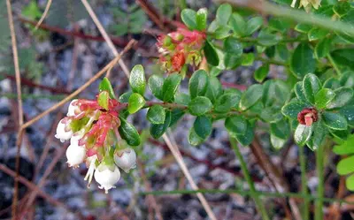 Vaccinium darrowii (8619569175)
