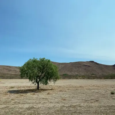 Lonely desert tree 2021
