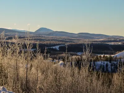 A Forest View (12602381875)
