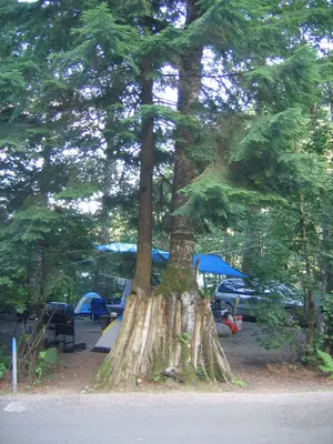 Tree at Deer Lake - panoramio