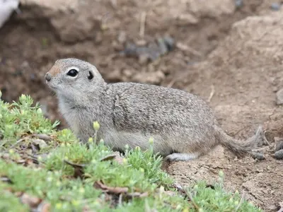 Urocitellus canus