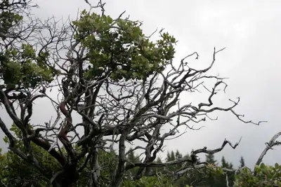 Trees of Castle Rock (4) - panoramio