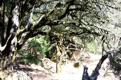 Trees of Castle Rock (9) - panoramio