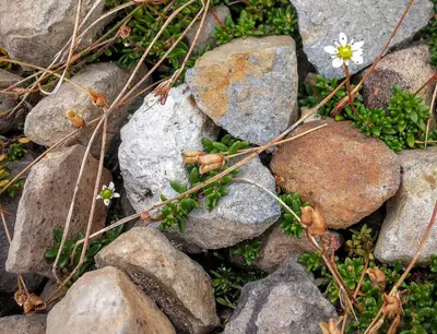 Saxifrage - Flickr - brewbooks