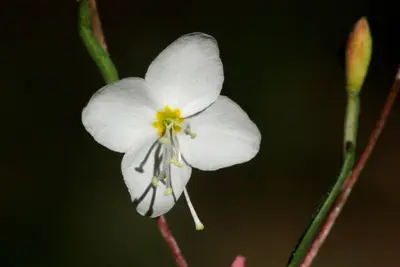 Gayophytum heterozygum - Flickr - aspidoscelis