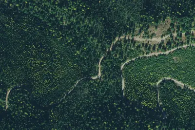 Tamarack 009