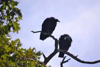 Turkey Vulture juveniles, Bears Den Overlook, Virginia