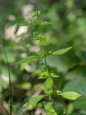 Hedeoma pulegioides 722251255