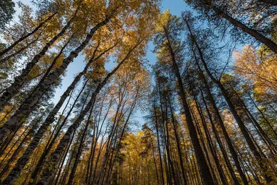 Fall Colors - Zippel Bay State Park (37533847736)