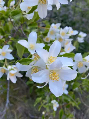 Philadelphus lewisii 136271305