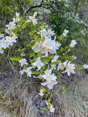 Philadelphus lewisii 136271323