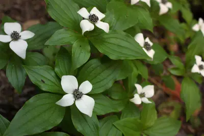 9 - Bunchberry (5207679035)