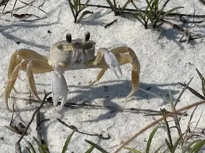 Fort Pickens Crab
