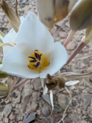 Calochortus bruneaunis 302322800