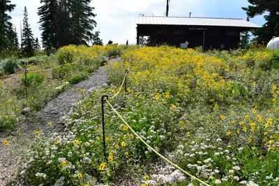 Path towards restroom building with yellow wildflowers.