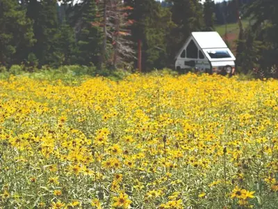 Meadow of yellow flowers and a triangle shaped camper trailer.