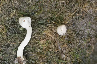 Inocybe sindonia 160382706