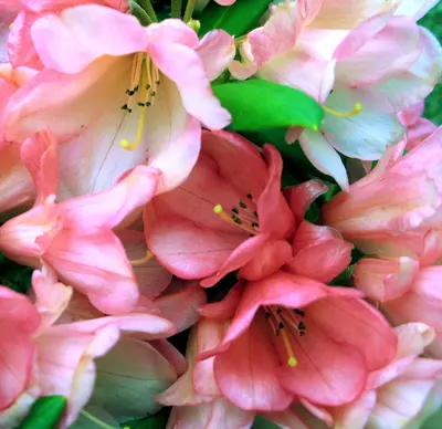 Rhody Bells - panoramio