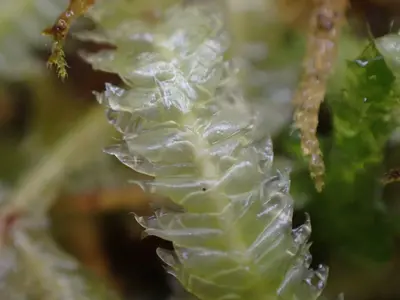Plagiothecium undulatum 140779240