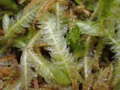 Plagiothecium undulatum 140779285