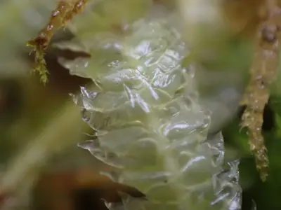 Plagiothecium undulatum 140779255
