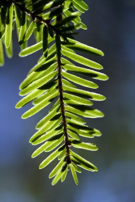 Needles (2307015015)