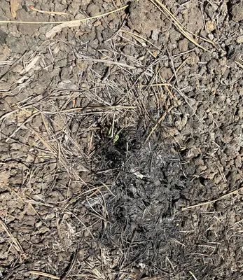 TunnelFireBAER 20220430 burned grass sprouting after Tunnel Fire near Bonio Group campground DickFleishman