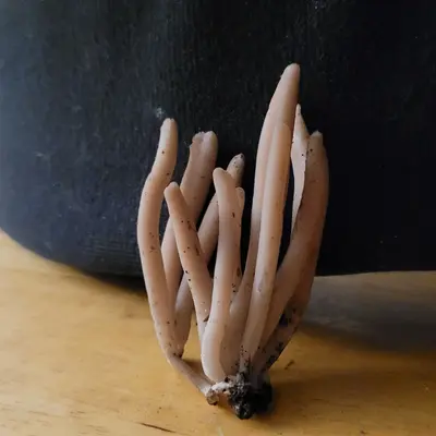 Clavaria fumosa 178987490