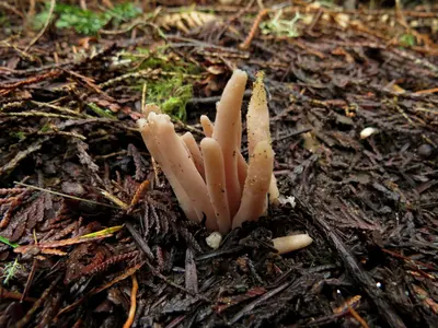 Clavaria fumosa 178987496