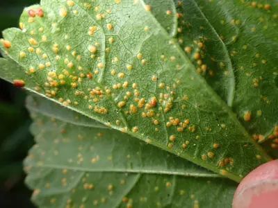 Puccinia malvacearum 173577378