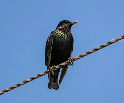 European Starling (Sturnus vulgaris), Erieau, Ontario, 2025-07-06