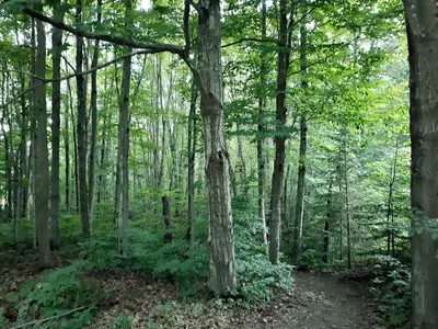 Trees along forest trail Mara Prov Park ON 20180811 195352