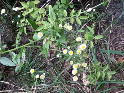 Flowers along hiking trail Mara Prov Park ON 20180811 194806