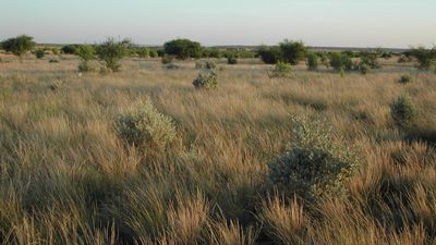 San Pedro Group Campground