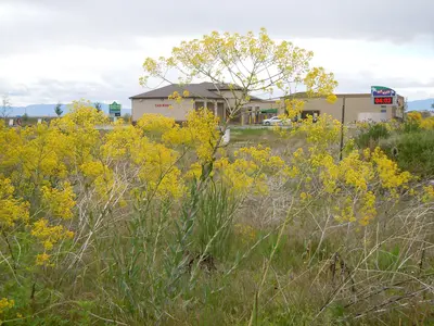 Isatis tinctoria (6124888484)