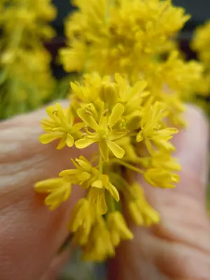 Isatis tinctoria (6124356019)