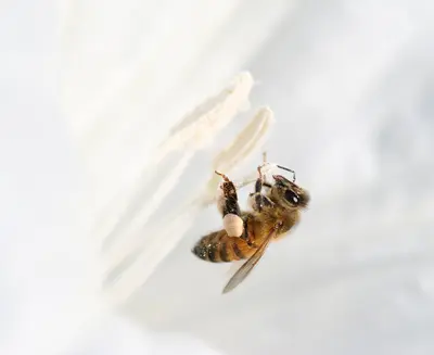 Apis mellifera (honeybee) on Datura III (3917212436)