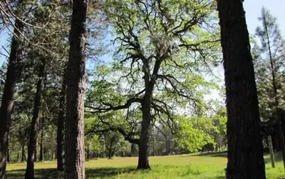 Flumet Flat Group Campground