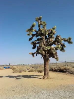 Joshua Tree on the Road to Barstow