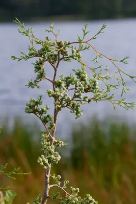 Atlantic White Cypress, Bass River State Forest, Burlington County, New Jersey 1