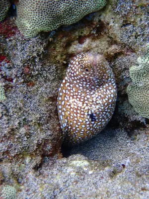 Gymnothorax meleagris 300679697