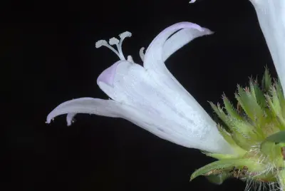 RichardiaGrandiflora9