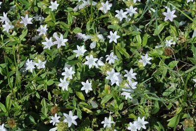 RichardiaGrandiflora4