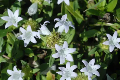 RichardiaGrandiflora5
