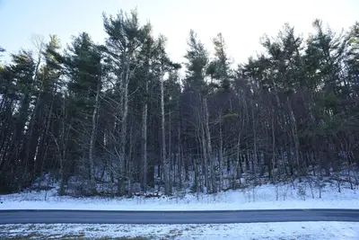 Winter Forest (49863416817)