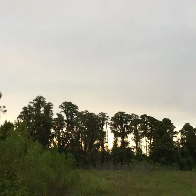 The Trees Near Campsite 60 (19282538046)