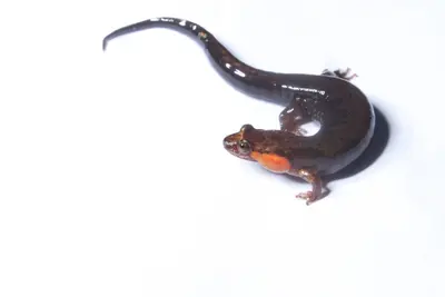 Desmognathus imitator 546364