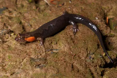Desmognathus imitator 546362
