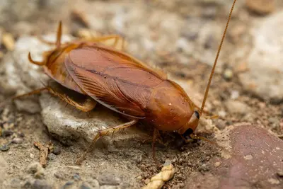 Parcoblatta notha, Cochise County, Arizona 1