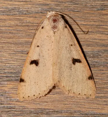 Scolecocampa atriluna 47205565